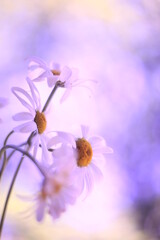 Macro photo of field daisies with a blur effect