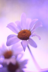 Macro photo of field daisies with a blur effect