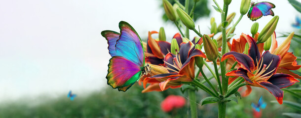 bright tropical morpho butterflies on colorful blooming lilies in the garden. copy space