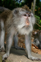 Bali - Close-up of male macaque monkey