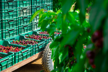 Boxes with freshly harvested sweet cherry stacked on platform in fruit garden © JackF
