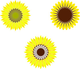 Set of sunflowers vector on white background.