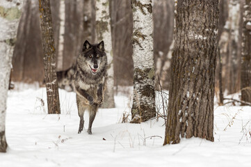 Black Phase Grey Wolf (Canis lupus) Runs Through Forest Winter