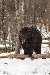 Black Bear (Ursus americanus) Leans Against Tree in Snowfall Tongue Out Winter