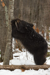 Black Bear (Ursus americanus) Sniffs at Twig on Tree Winter