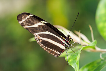 Obraz na płótnie Canvas Exotic butterfly with wing stripes.