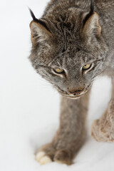 Canadian Lynx (Lynx canadensis) Steps Close Up Winter