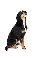 Obraz premium crossbred dog, isolated on a white background 