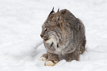 Canadian Lynx (Lynx canadensis) Sits in Snow Looking Left Ears Up Winter