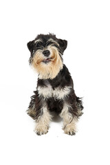 miniature schnauzer puppy black and silver isolated on white background