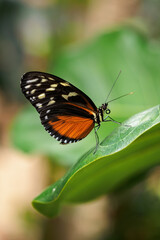 Exotic butterfly with wing stripes.
