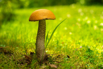 Edible boletus mushroom grows in green grass, seasonal collection of delicious mushrooms