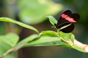 Obraz na płótnie Canvas Exotic butterfly with wing stripes.
