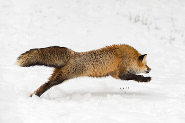 Red Fox (Vulpes vulpes) Pounces Right Through Snow Winter