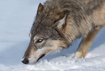 Grey Wolf (Canis lupus) Nose to Snow Close Up Winter