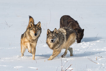 Trio of Grey Wolves (Canis lupus) in Snowy Field Looking Up Winter