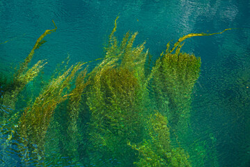 Water with algae that create beautiful abstract images colored green and blue in various shades....