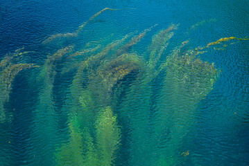 Water with algae that create beautiful abstract images colored green and blue in various shades. Abstract background