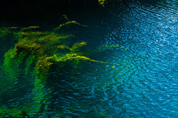 Water with algae that create beautiful abstract images colored green and blue in various shades. Abstract background