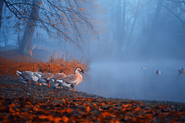 Jesień park Pszczyna w mglisty poranek