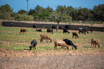 Naklejka na ściany i meble Herds of goats low in the field on the island of Formentera, Spain.