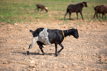 Herds of goats low in the field on the island of Formentera, Spain.