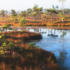 Crystal clear lake (bog) at sunrise. Pine trees, plants, heather flowers. Clear blue sky, symmetry...