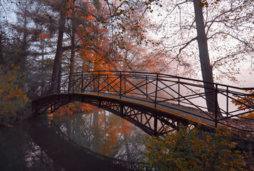 Jesień w parku w mglisty poranek - obrazy, fototapety, plakaty