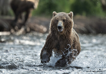Brown bear running on the river and fishing for salmon. Front view. Brown bear chasing sockeye...
