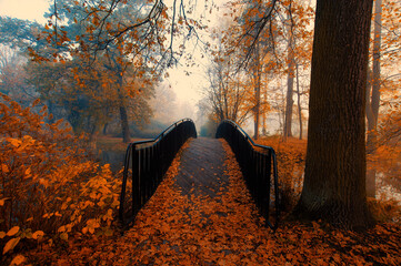 Jesień w parku w mglisty poranek - obrazy, fototapety, plakaty