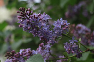 lilac blooming in spring garden