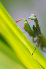 Mantis religiosa (Louva a deus) female in the house garden, Portugal.