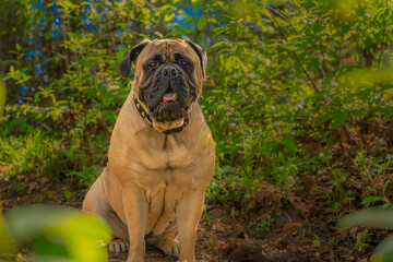 2021-04-19 BULLMASTIFF SITTING IN A CLEARING WITH A BLURRY GREEN BACKGROUND