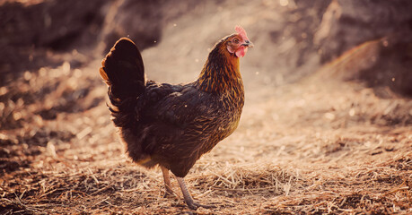 Closeup of a hen in a farmyard (Gallus gallus domesticus)
