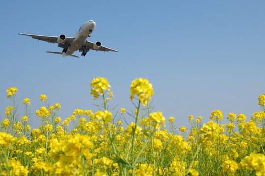 Airliner approaching Fukuoka airport with canola flower field