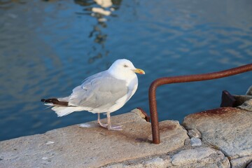 seagull on the harbor 