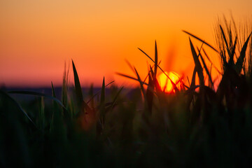 sunset in the field