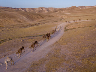 Camel big heard at desert.