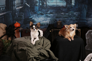 Two Chihuahua in a Halloween night setting