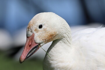 Tête d'oie blanche entrain de manger de l'herbe