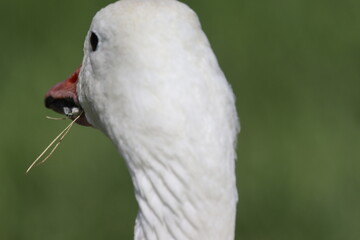 t&ecirc;te d'oie blanche de dos