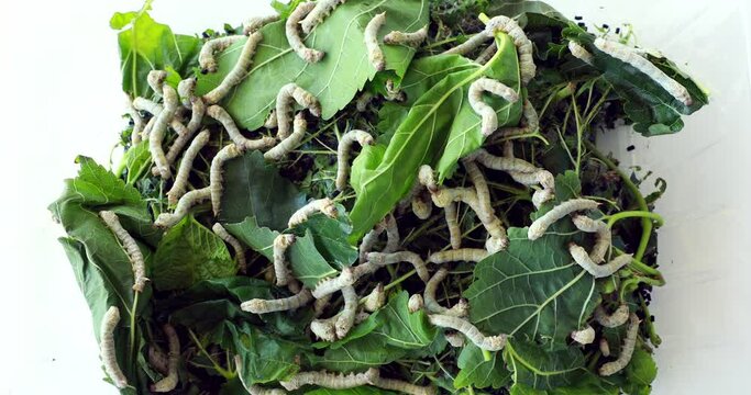 Silkworm is feeding with mulberry leaves. Silk worm close-up.