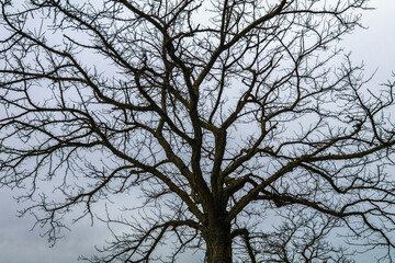 The melancholy of a tree with its dry branches on a cloudy winter day