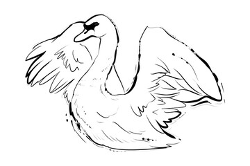 White swan, hand drawn sketch, monochrome vector