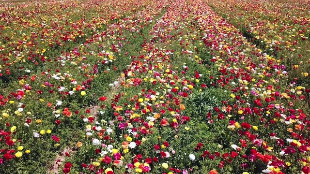Rows of colorful tulips on the field. Colorful flower field. 