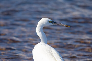 Reef Heron
