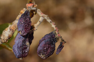 Several dried and withered dark medlars hang on the branch of a tree