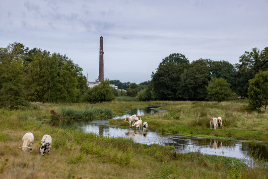 Cows on either side of meandering river Regge drinking and grazing on the green  riverbanks with an industrial brick factory pipe rising in the background against an overcast cloudy sky.