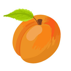 Hand-drawn peach vector illustration. Farm organic ingredient for juice. Vegetarian diet illustration.