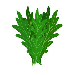 Fresh arugula  hand-drawn vector illustration. Vegatarian and diet arugula . Fresh and organic food. Vegetarian ingredient for salad.
